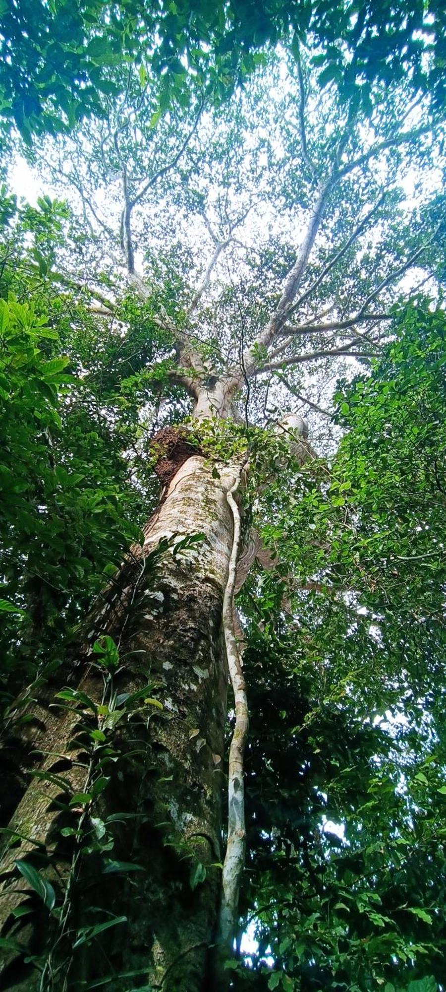 Hotel Ecologico Makalombia La Macarena Bagian luar foto